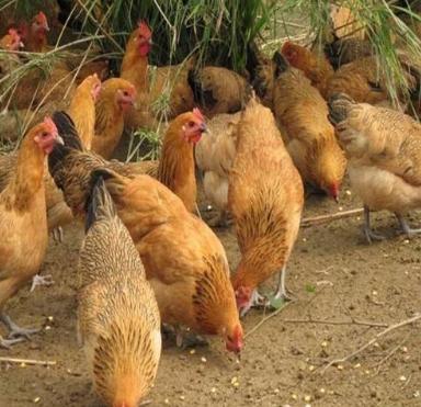 看肝脏判断鸡病，常见肝脏鸡病及防治措施