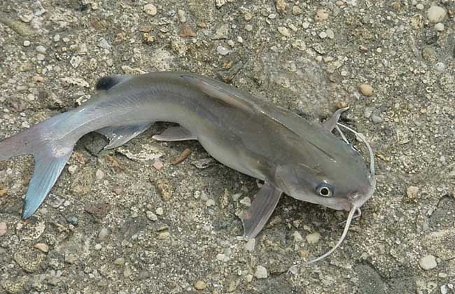 杀鱼被鱼刺刺伤手红肿,大爷杀鱼时鱼刺扎手上中毒身亡