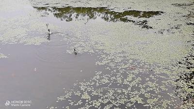 荣耀热门五款机型拍照对比：分别是Play4T/X10/30S/30/30Pro