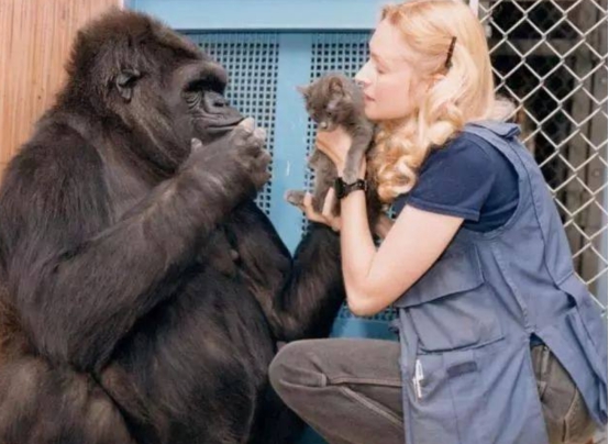 会1000多种人类手语的大猩猩,智商超过人类的猩猩完整版