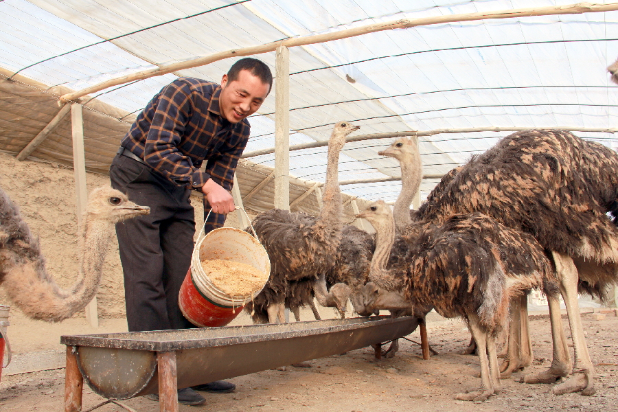 养殖鸵鸟致富,农村致富好帮手鸵鸟养殖