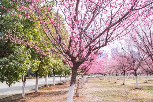 在武汉必做的20件事,武汉生活指南100条