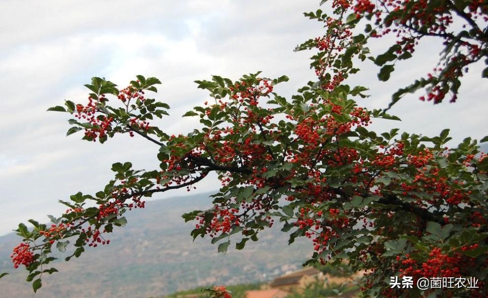 花椒如何采摘,花椒怎么才是熟了