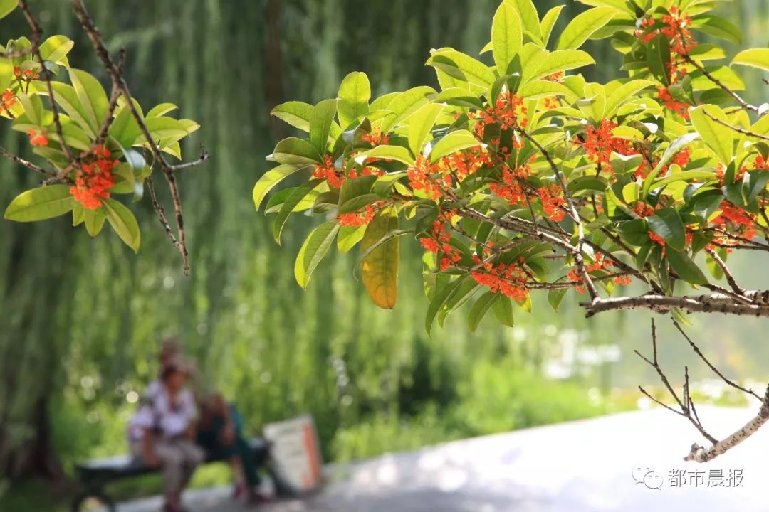 徐州市区桂花地图上线，能看又能吃！趁着十一假期快去吧