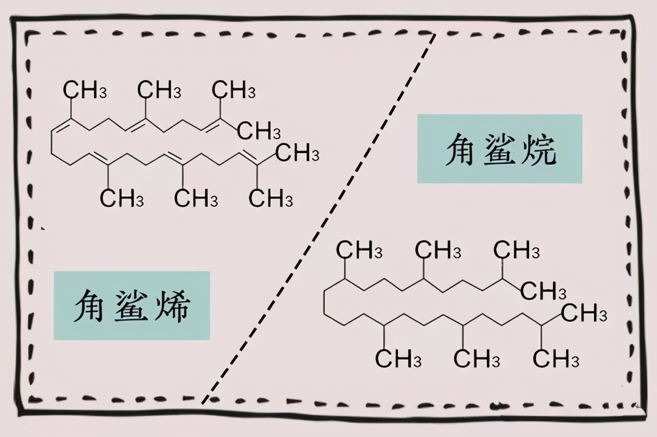 角鲨烯的护肤功效与作用,角鲨烷护肤油真的可以修复屏障吗