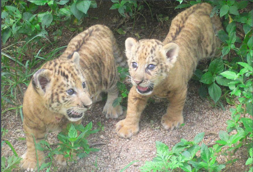 世界上第一只狮虎兽,狮虎兽和虎狮兽为什么体型巨大