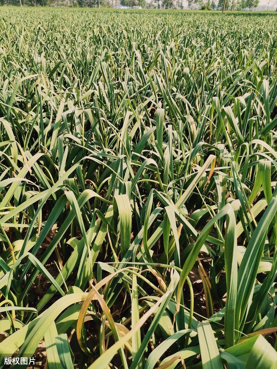 大蒜抽薹后有些植株自然倒伏，倒伏影响产量吗？需要人为干预吗？