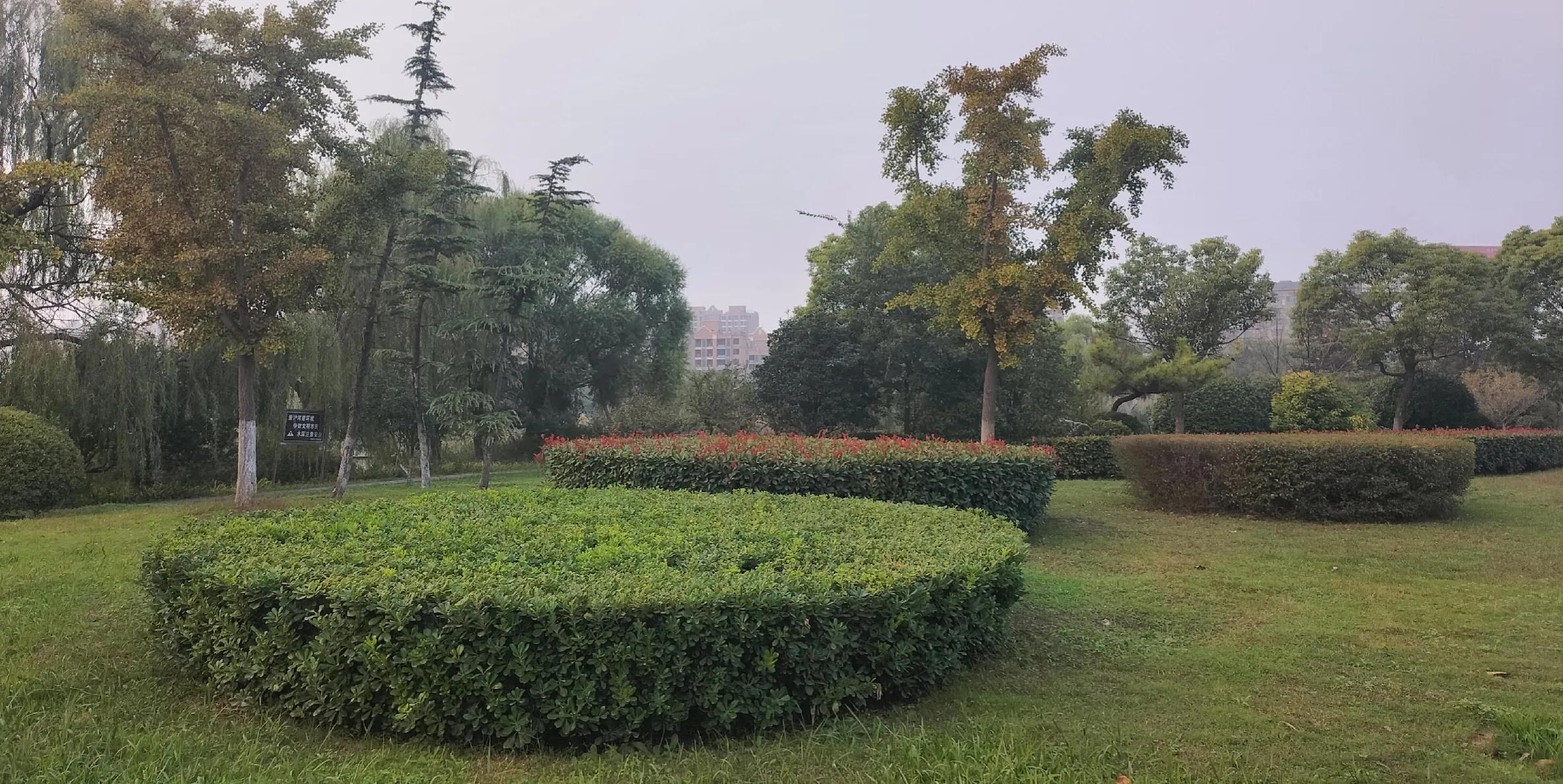 红杏24集,红杏品种