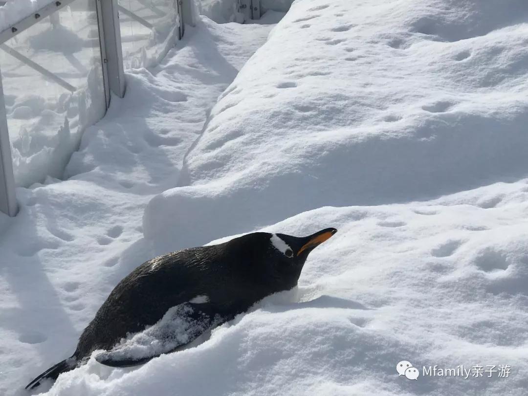 被疫情憋疯小朋友,被疫情憋疯的孩子们