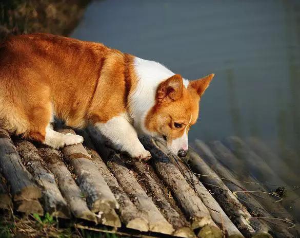 45种狗狗,45种狗类