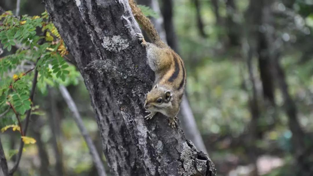 五年级语文第17课松鼠讲解,五年级上册第17课松鼠教材详解