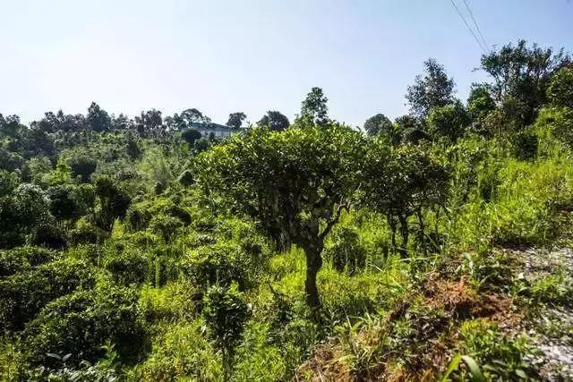 谁才是真正的皇家贡茶,皇家贡茶有多厉害