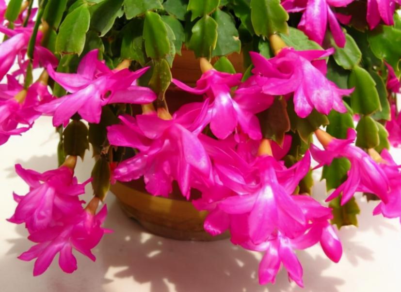 养花黄豆肥怎么做不臭,家里用黄豆怎样自制养花营养肥