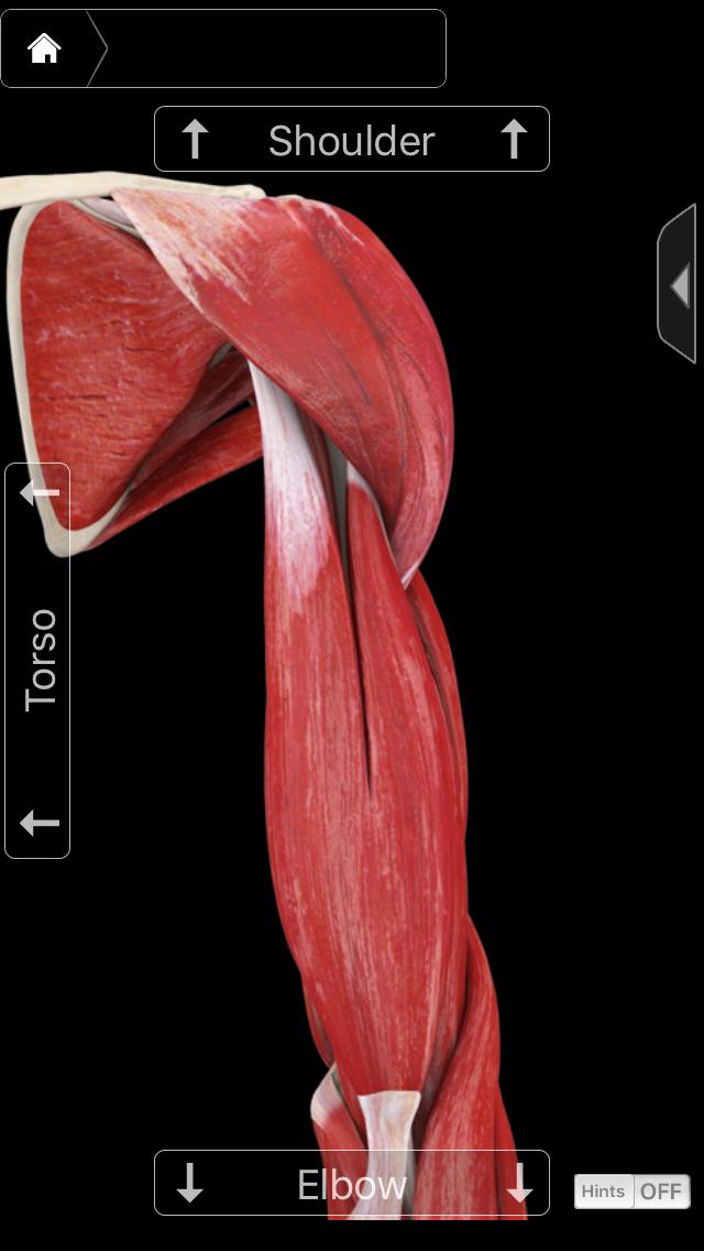瘦手臂紧致手臂拜拜肉,手臂拜拜肉怎么减瘦手臂