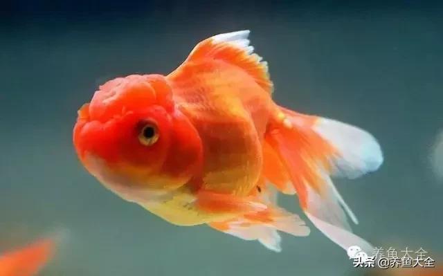 阳台养金鱼会被晒死吗,鱼缸养金鱼为什么总是死