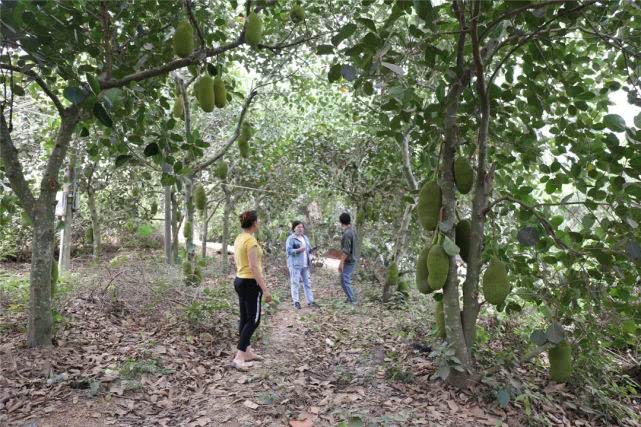 果肉饱满香甜浓郁白沙荣邦吴其貌线上销售菠萝蜜助农增收销路畅