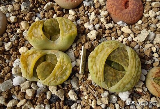 屁股花脱皮怎么处理,屁股花脱皮可以将皮撕掉吗