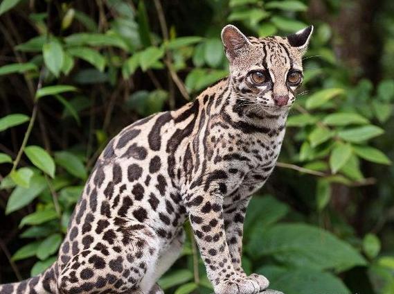 霸气侧漏的猫！可以在树上生活一辈子，想养的是真飘了