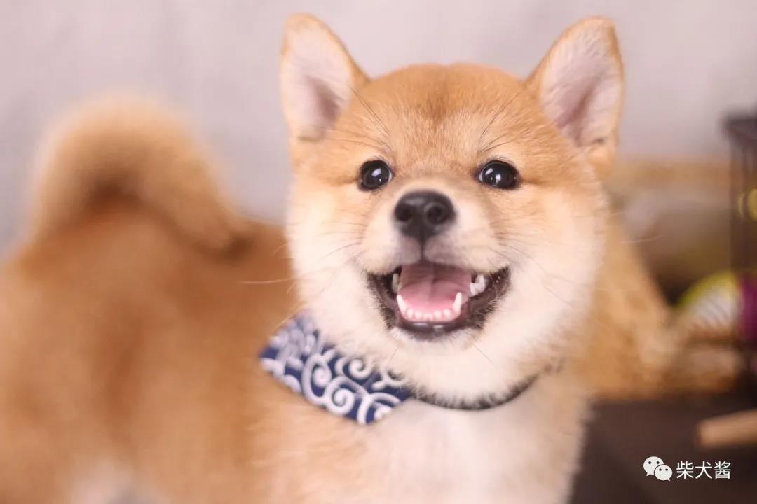 柴犬2800元靠谱吗,几百块的柴犬是真的吗