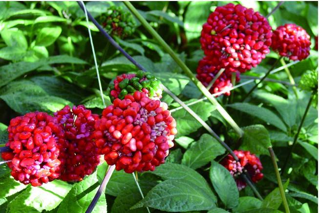 那么三七常见病虫害以及防治方法