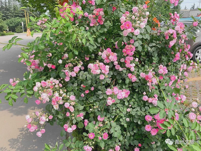 花满青州——初夏清浅微风起，蔷薇月季满城香