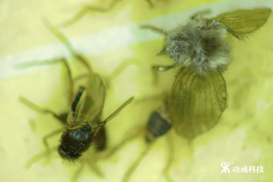 卫生间有小虫蛾蚋怎么治,卫生间出现蛾蚋怎么处理