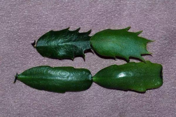 开花超美de仙人掌三千金：蟹爪兰、仙人指、假昙花，你能分清吗？