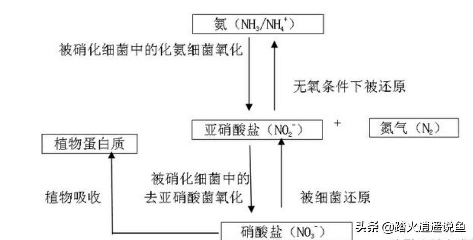 想要养鱼水里面应该种什么植物,养鱼净化水质用什么方法