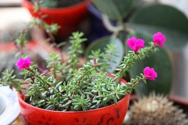 好看好养的种子,好看又好养的品种