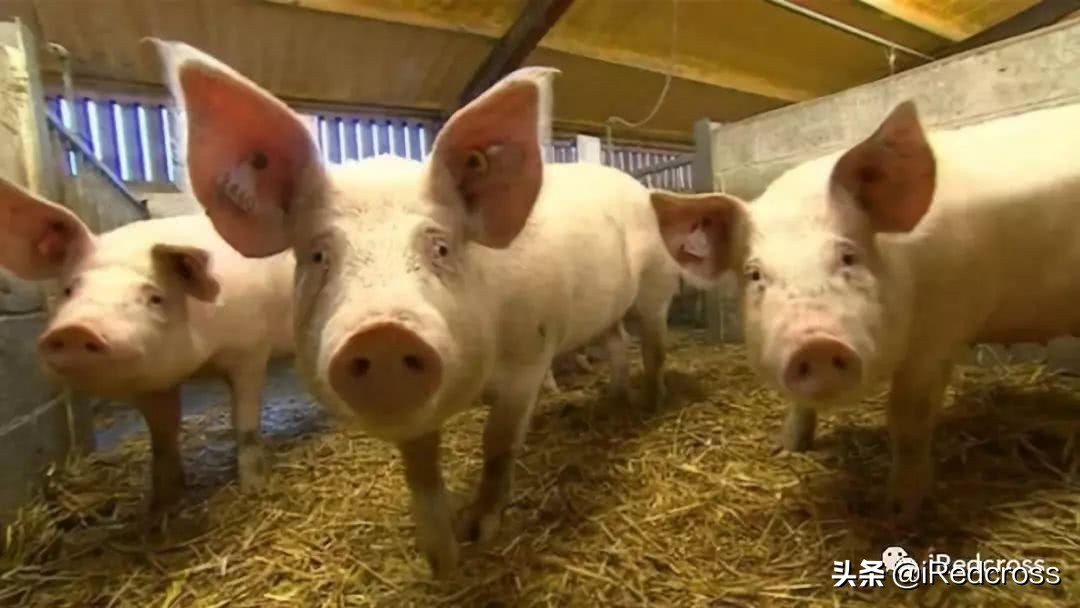 佩奇是英文版吗,小猪佩奇中的佩奇的英文