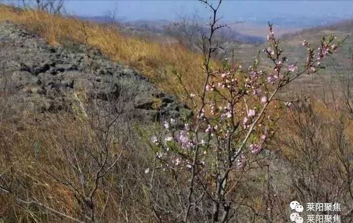 莱阳农村故事,莱阳市农村真实故事