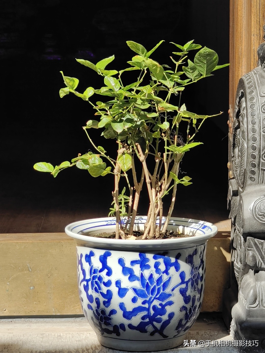 vivoX70Pro+是摄影新机皇？用完它那拉胯的长焦，我沉默了