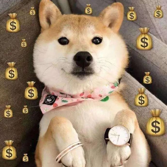 一定要和养狗的人做朋友吗,就喜欢和志同道合的人做朋友