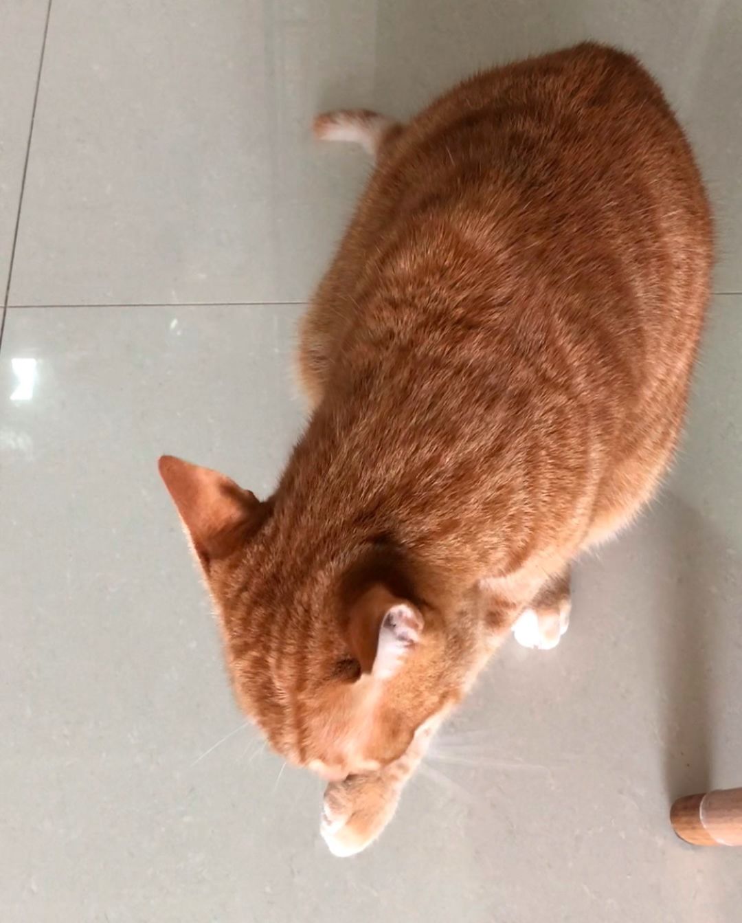 如何纠正猫咪的尿床行为,怎么彻底解决猫咪尿床