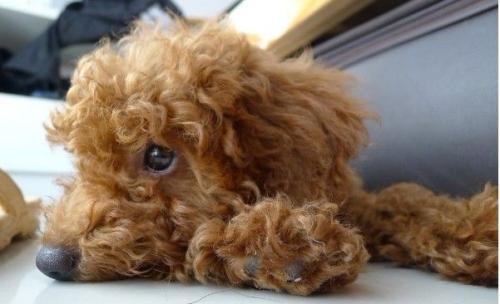 泰迪犬为什么不怕狗粮,泰迪犬吃什么狗粮最好呢