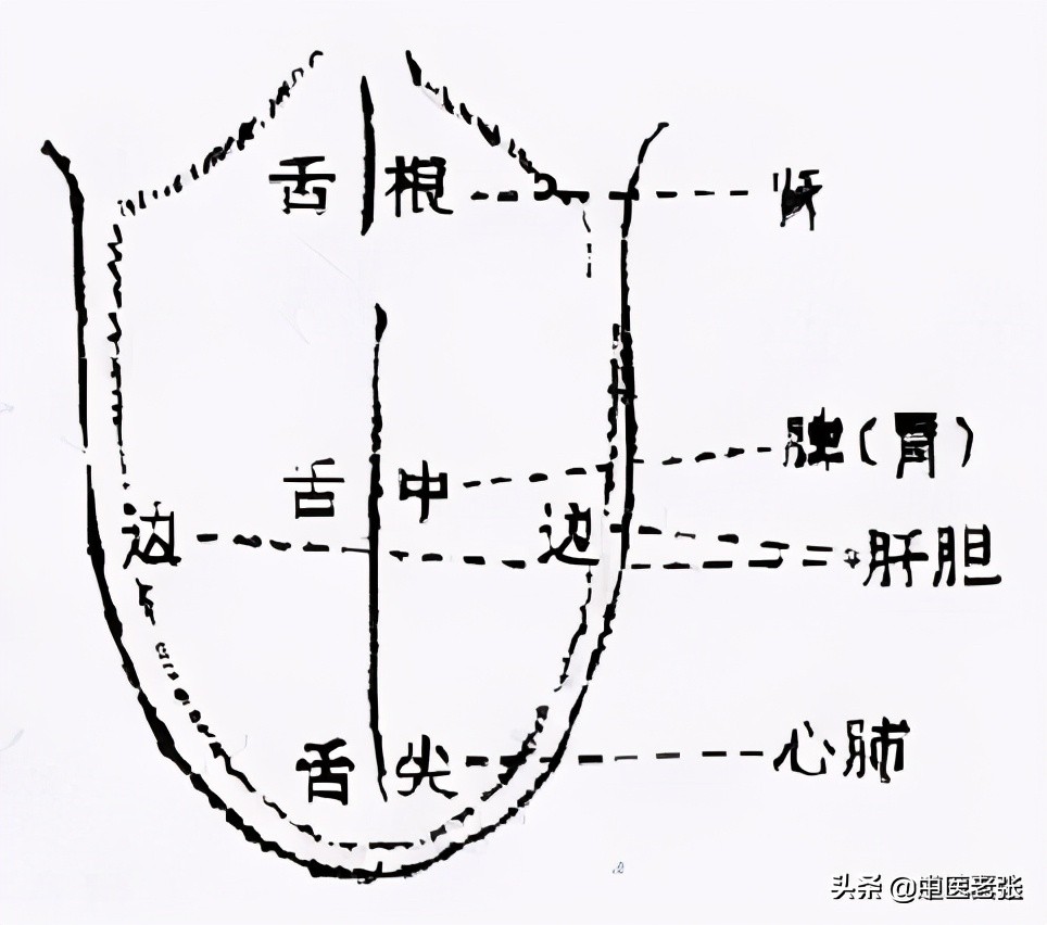 珍贵的舌诊图谱，看舌头知健康，人手一份！你也能快速识别疾病