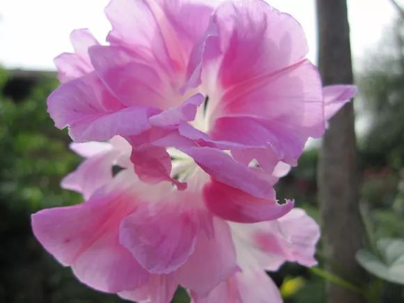 牵牛花到处都可以肆无忌惮的生长,不常见的品种,美出天际!