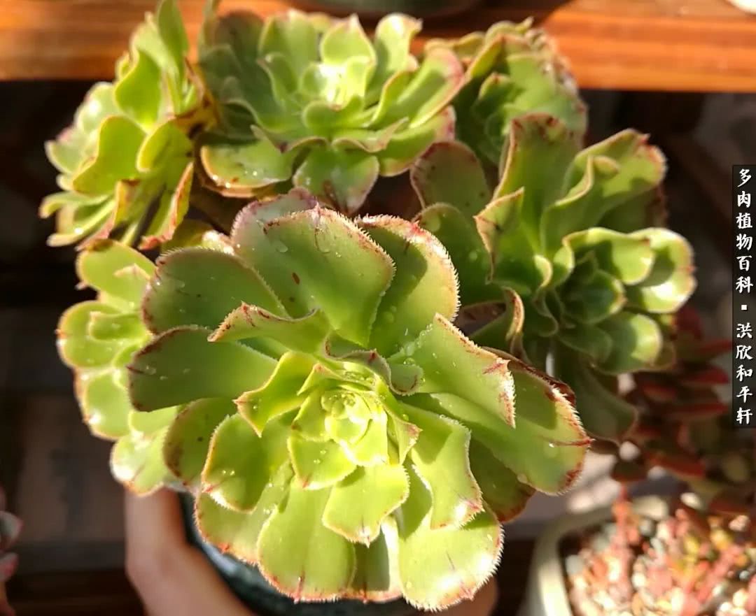 多肉的四季轮回,四季轮回多肉