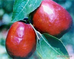 河北赞皇特色小吃,石家庄赞皇美食比较好的村