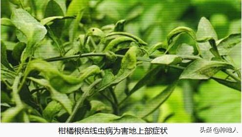 根结线虫的危害症状,大棚根结线虫最佳处理方法