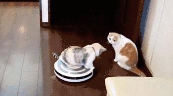 巫师为什么骑扫把不骑凳子,为什么巫师要用扫帚飞行