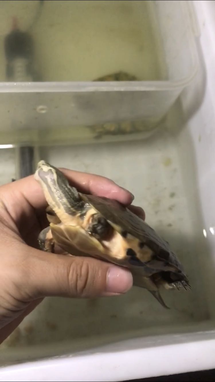 深水养龟溺水症状,乌龟溺水急救案例养龟必看