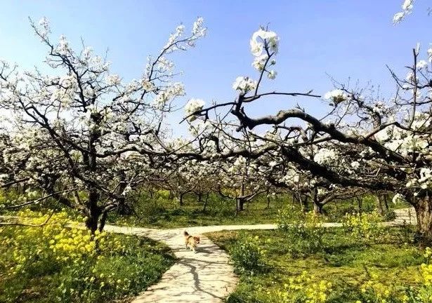 到了京郊这些花开四溢的“仙境”，您简直可以把日子过成诗！