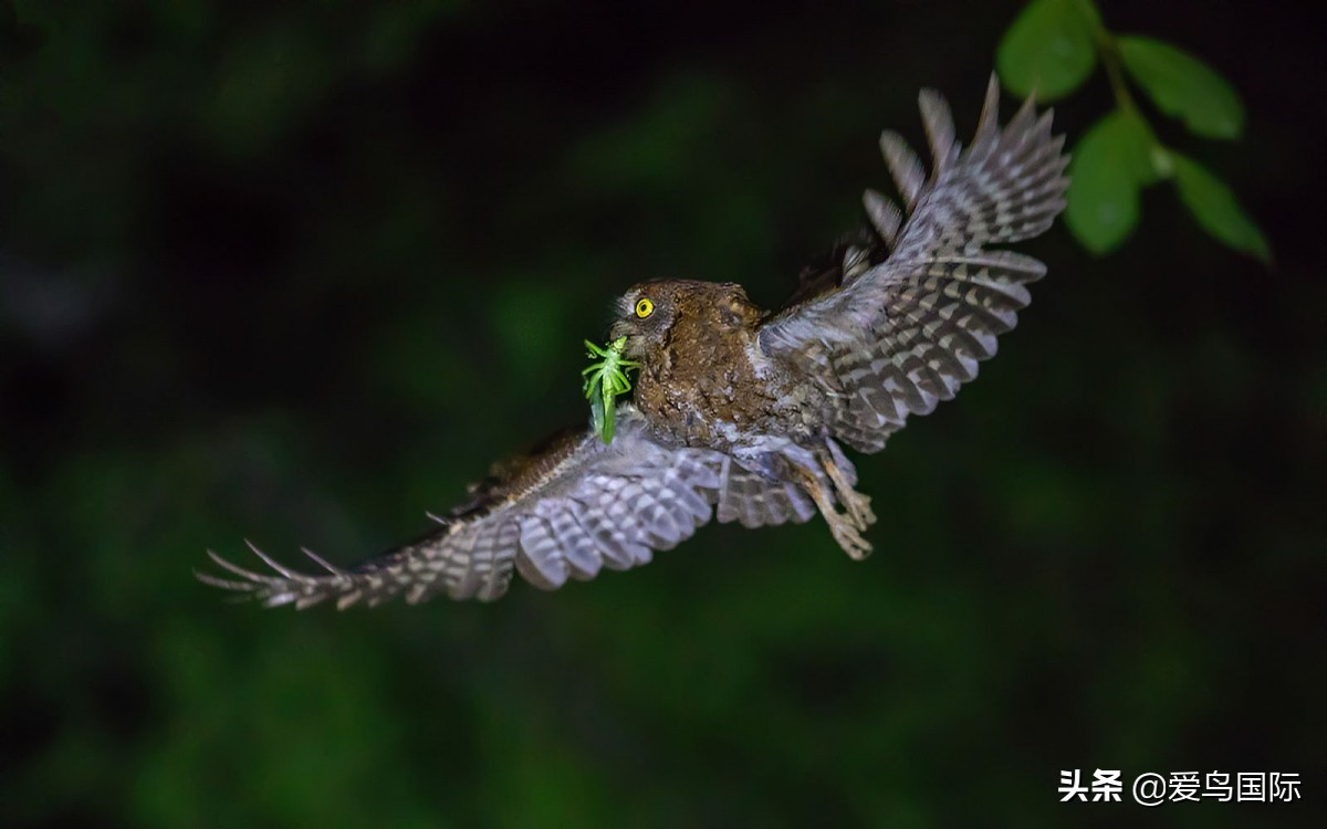 观鸟作品,观鸟优秀作品