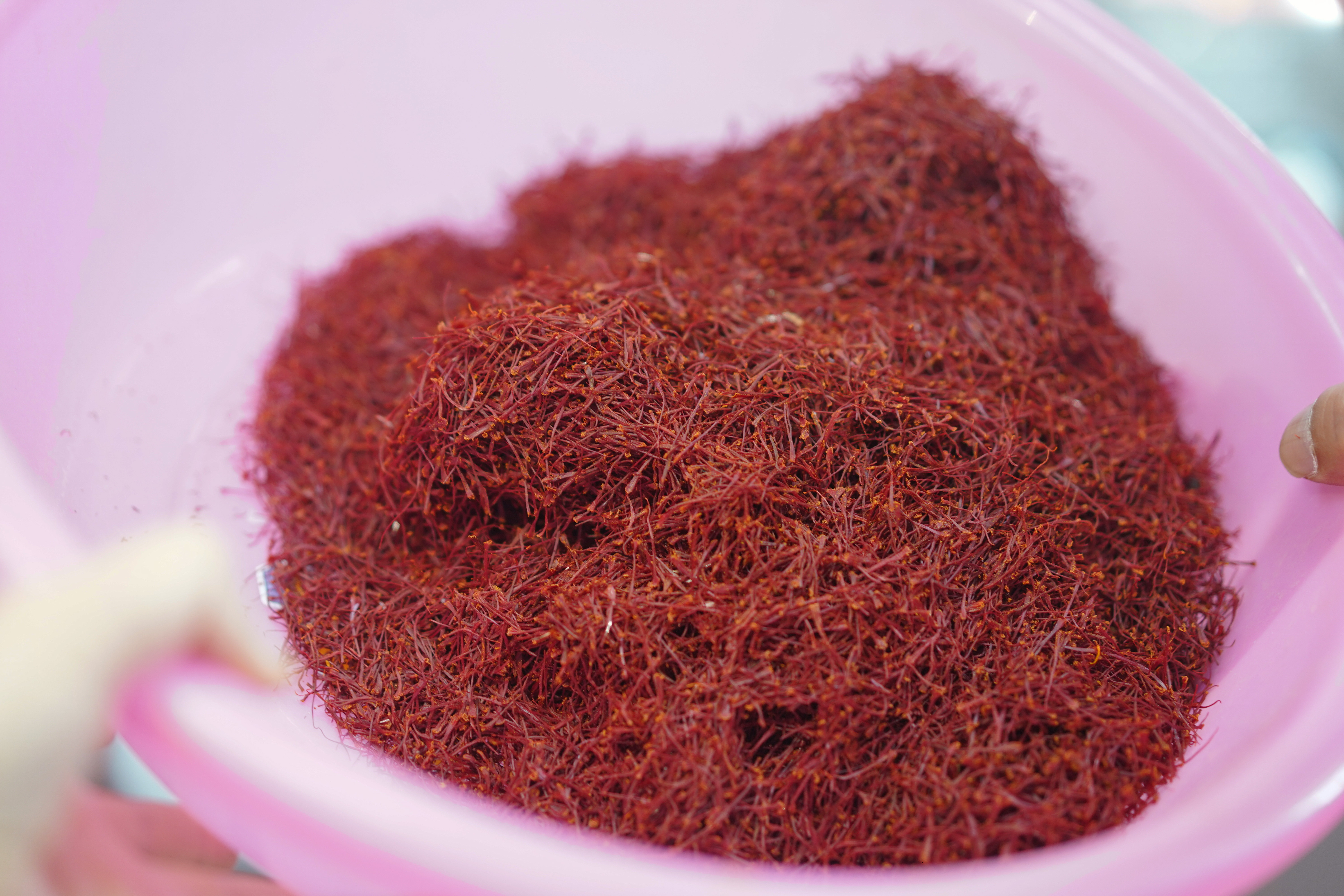 有一种植物产自伊朗和上海，却被误解为*藏西**特产，游客打飞的去买