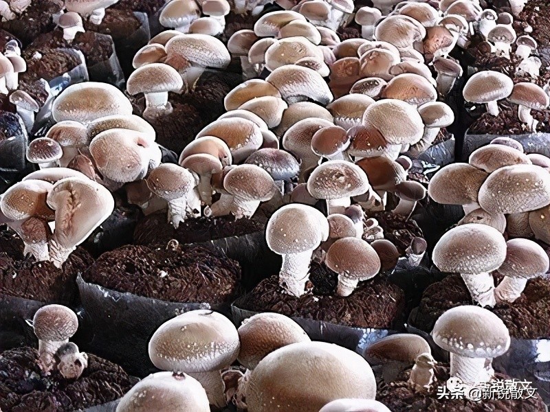 憨老头归隐,憨老头谷城