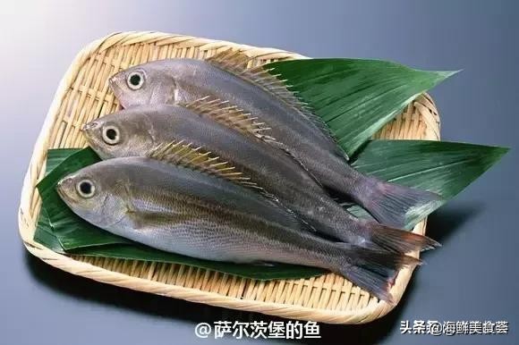 各种寿司纯鲜三文鱼刺身,日本传统寿司都用什么鱼