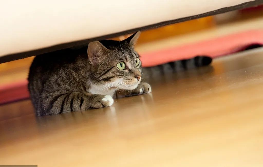 宠爱有家原创,宠爱有家小说