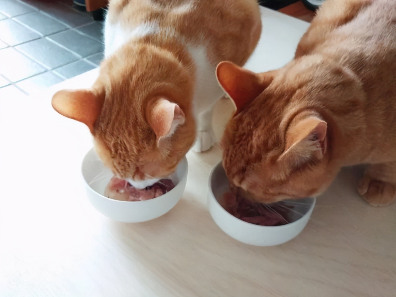猫咪挑食只吃猫粮怎么快速解决,猫猫挑食什么猫粮治挑食