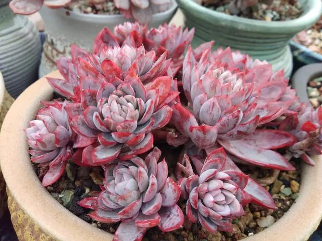 多肉植物直播紫罗兰女王,女王紫罗兰多肉